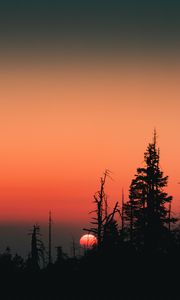 Preview wallpaper sunset, sun, spruce, trees, silhouette, sky