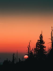 Preview wallpaper sunset, sun, spruce, trees, silhouette, sky