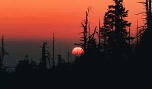 Preview wallpaper sunset, sun, spruce, trees, silhouette, sky