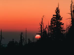 Preview wallpaper sunset, sun, spruce, trees, silhouette, sky