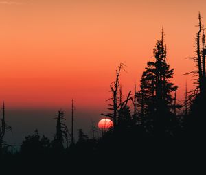 Preview wallpaper sunset, sun, spruce, trees, silhouette, sky