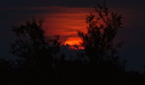 Preview wallpaper sunset, sun, trees, branches, silhouettes, dark