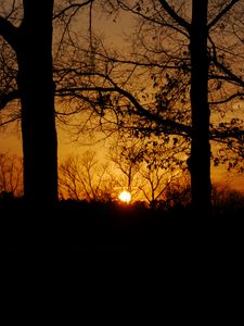 Preview wallpaper sunset, sun, trees, silhouettes, dark, branches