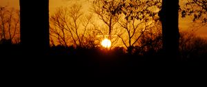 Preview wallpaper sunset, sun, trees, silhouettes, dark, branches