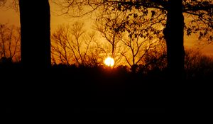 Preview wallpaper sunset, sun, trees, silhouettes, dark, branches