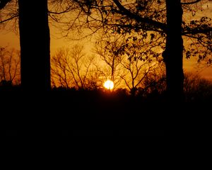 Preview wallpaper sunset, sun, trees, silhouettes, dark, branches