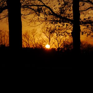 Preview wallpaper sunset, sun, trees, silhouettes, dark, branches