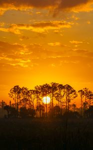 Preview wallpaper sunset, sun, trees, silhouette