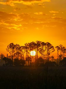 Preview wallpaper sunset, sun, trees, silhouette