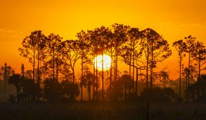 Preview wallpaper sunset, sun, trees, silhouette