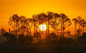 Preview wallpaper sunset, sun, trees, silhouette