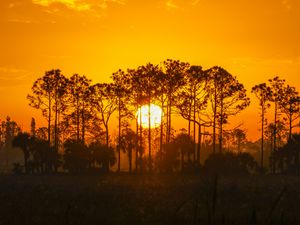 Preview wallpaper sunset, sun, trees, silhouette