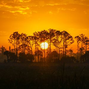 Preview wallpaper sunset, sun, trees, silhouette