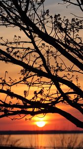 Preview wallpaper sunset, the sun, branches, horizon