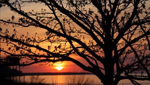 Preview wallpaper sunset, the sun, branches, horizon