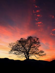 Preview wallpaper sunset, tree, clouds, sky, horizon