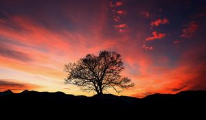 Preview wallpaper sunset, tree, clouds, sky, horizon