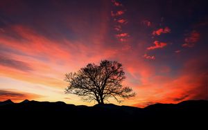 Preview wallpaper sunset, tree, clouds, sky, horizon