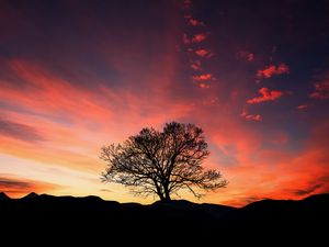 Preview wallpaper sunset, tree, clouds, sky, horizon