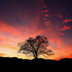 Preview wallpaper sunset, tree, clouds, sky, horizon