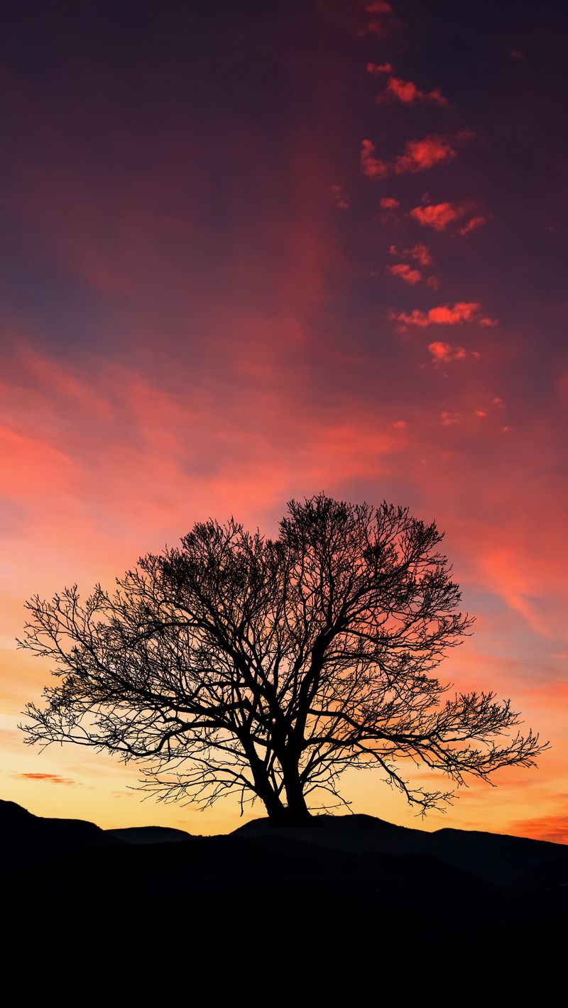 Download wallpaper 800x1420 sunset, tree, clouds, sky, horizon iphone ...