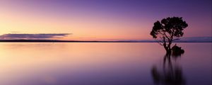 Preview wallpaper sunset, tree, lake, sky, water, evening, purple