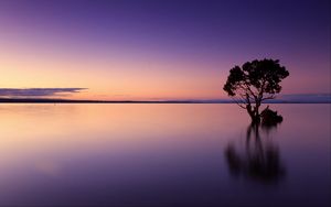 Preview wallpaper sunset, tree, lake, sky, water, evening, purple