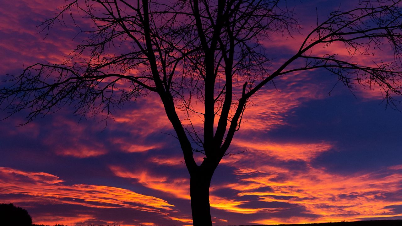 Wallpaper sunset, tree, silhouette