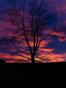 Preview wallpaper sunset, tree, silhouette