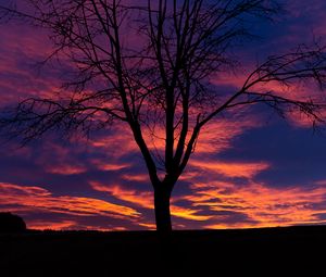 Preview wallpaper sunset, tree, silhouette