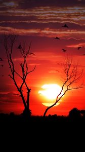 Preview wallpaper sunset, tree, sky, birds