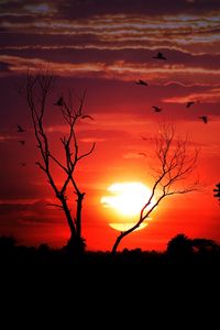 Preview wallpaper sunset, tree, sky, birds