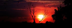 Preview wallpaper sunset, tree, sky, birds