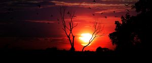 Preview wallpaper sunset, tree, sky, birds