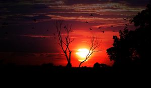 Preview wallpaper sunset, tree, sky, birds