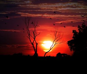 Preview wallpaper sunset, tree, sky, birds