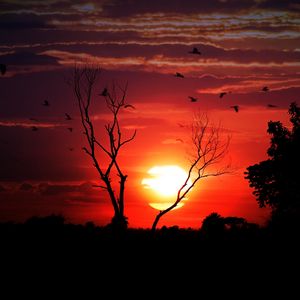 Preview wallpaper sunset, tree, sky, birds