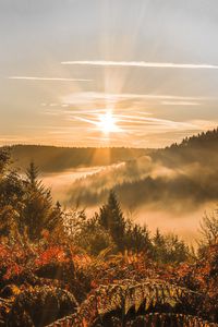 Preview wallpaper sunset, trees, autumn, forest, sky