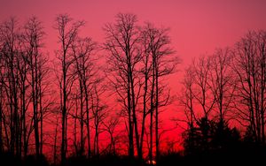 Preview wallpaper sunset, trees, branches, autumn, sky