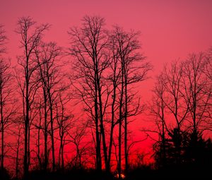 Preview wallpaper sunset, trees, branches, autumn, sky