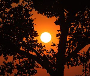 Preview wallpaper sunset, trees, branches, water, glare