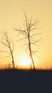 Preview wallpaper sunset, trees, branches, silhouettes, sun, dark