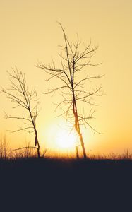 Preview wallpaper sunset, trees, branches, silhouettes, sun, dark
