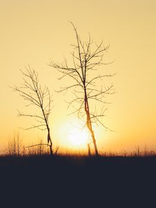 Preview wallpaper sunset, trees, branches, silhouettes, sun, dark