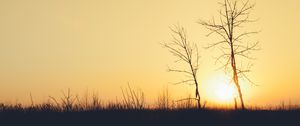 Preview wallpaper sunset, trees, branches, silhouettes, sun, dark