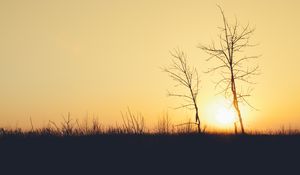Preview wallpaper sunset, trees, branches, silhouettes, sun, dark