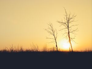 Preview wallpaper sunset, trees, branches, silhouettes, sun, dark