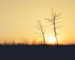 Preview wallpaper sunset, trees, branches, silhouettes, sun, dark