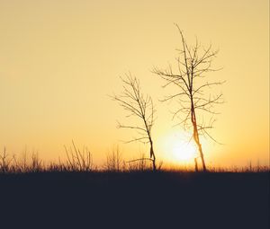 Preview wallpaper sunset, trees, branches, silhouettes, sun, dark