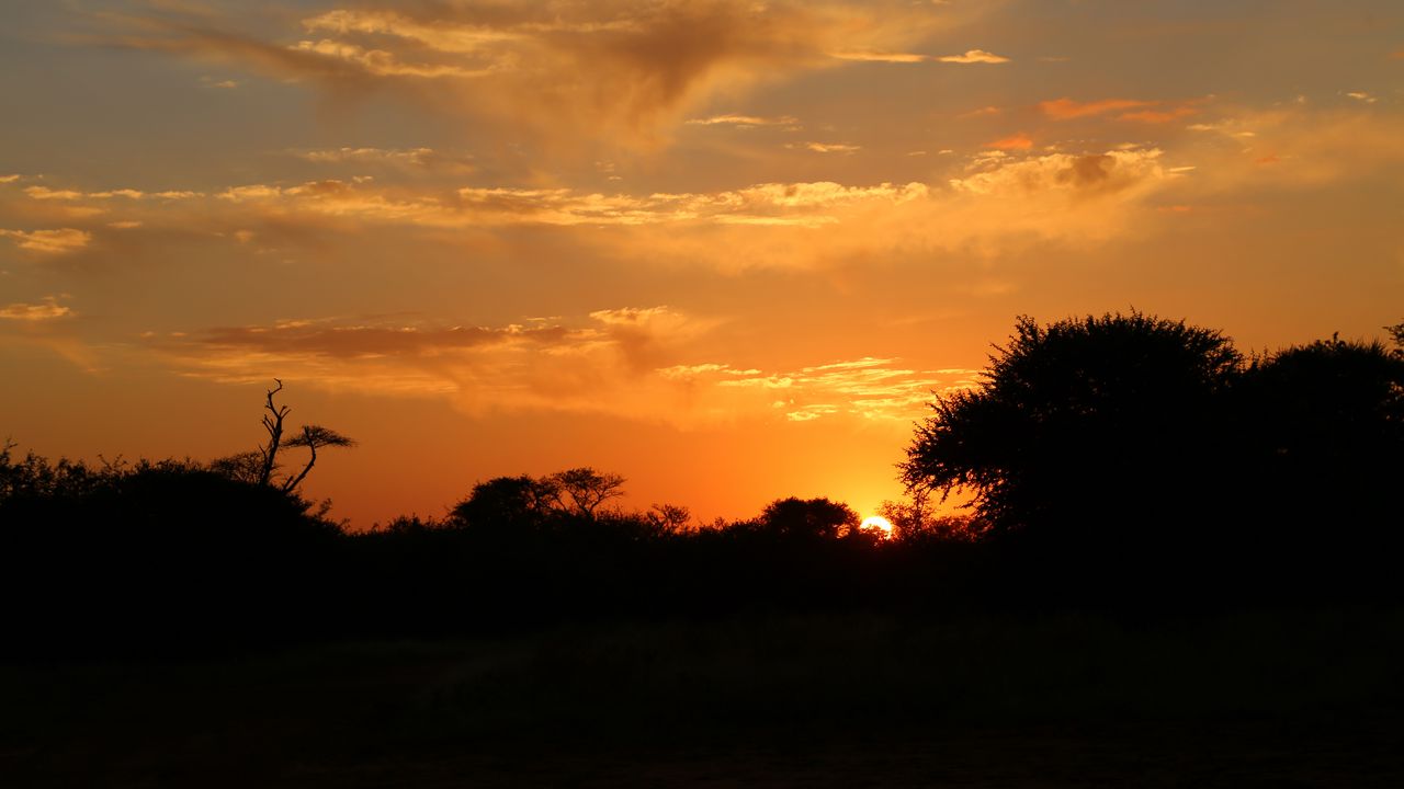 Wallpaper sunset, trees, bushes, sun, outlines, dark